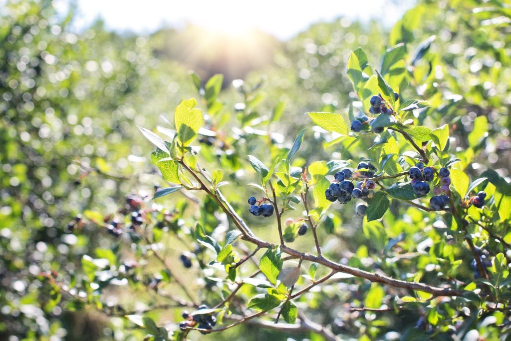 Low Sugar Blueberry Lavender Jam | Healthy Recipes | Herbal Home Remedies | Self Sufficiency | Preserving | My Healthy Homemade Life | #jam #herbs #lavender