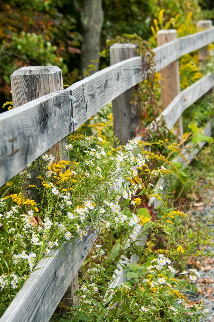 How to Use Goldenrod as a Home Remedy | Herbal Remedies & Recipes | Salve | Tea | Tincture | My Healthy Homemade Life | #herbal #homeremedies # homeremedy