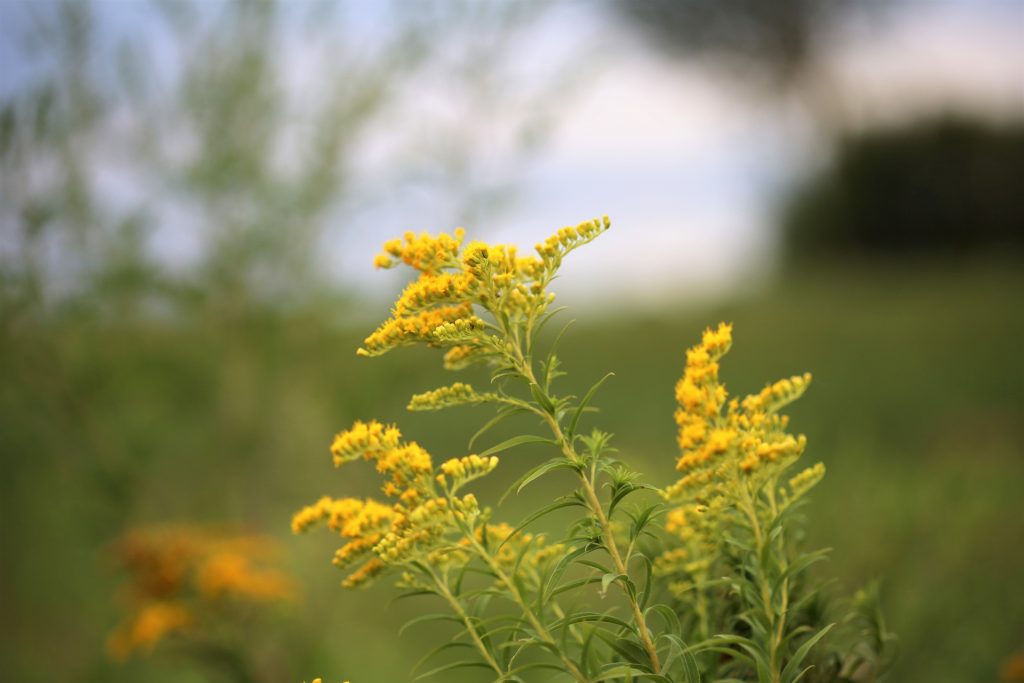 How to Use Goldenrod as a Home Remedy | Herbal Remedies & Recipes | Salve | Tea | Tincture | My Healthy Homemade Life | #herbal #homeremedies # homeremedy