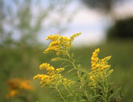 How to Use Goldenrod as a Home Remedy | Herbal Remedies & Recipes | Salve | Tea | Tincture | My Healthy Homemade Life | #herbal #homeremedies # homeremedy