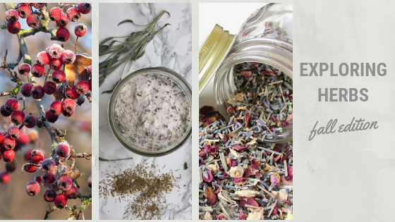 Exploring Herbs | Herbal Recipes | Detox | Immune Boost | Goldenrod | Reishi | Chaga | Rosehips | Elderberry | Herbal Home Remedies | DIY Homemade Skin Care | My Healthy Homemade Life | #herbalremedies #nourishing #immunity #detox